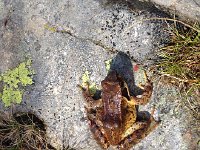 IMG 5544  local frog enjoying the humidity