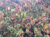 IMG 5548  fall colors