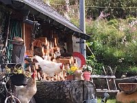 IMG 1809  past livestock...