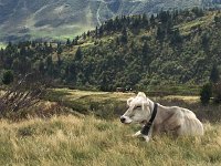 IMG 3852  Stephen Lyman-esque cow