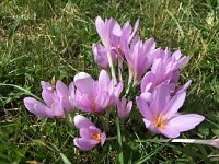 IMG 3907  fall crocus?
