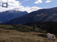 IMG 5590  what is an alpage without cows?