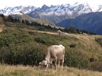 IMG 5602  cow summer camp