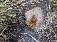 IMG 5603  year of the butterflies