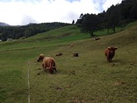 IMG 5622  Highland coos