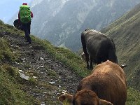 IMG 3912  bovine studies