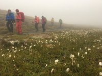 IMG 3915  arctic cotton