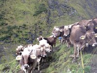 IMG 5654  Brown Swiss