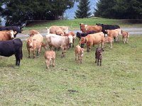 20170915 141722  cows and calves near Surcuolm