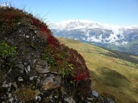 CUQU7966  foliage art