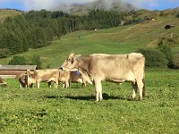 IMG 2908  cow