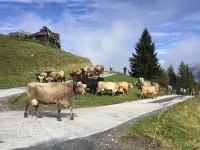 IMG 2922  cows making the turn