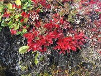 IMG 4392  foliage art