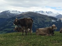 IMG 4477  bye-bye cows!!!