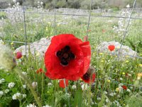 DSCN3887  poppy from old camera