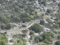 DSCN3924  flock of sheep moving through the brush