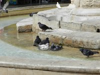 DSCN3928  bathing pigeons