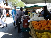 DSCN3775  or citrus?