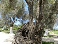 DSCN3777  olive trees thousands of years old