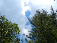 DSCN3785  sky and canopies