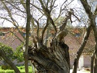 DSCN3789  more old olive trees