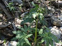 DSCN3804  more weird plants