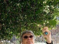 20170408 111845  orange blossoms