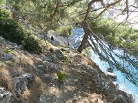 DSCN3845  beneath pines