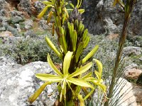 DSCN3868  striking plants