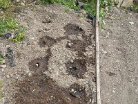 20170401 143923  1April - first transplants in the garden - chard