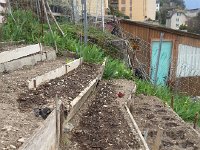 20170401 144013  more lettuce and chard