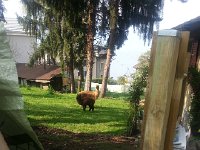 20170404 104627  4 April - llamas at the dog rescue house