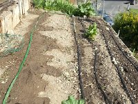 20170419 172543  they cover nearly the entire garden