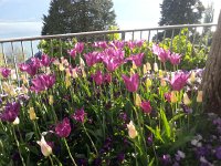 20170419 180653  tulips in Chernex