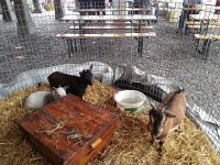 20170415 104723  little animals at the Vevey market
