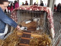 20170415 104746  especially bunnies!