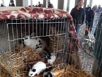 20170415 104858  lapereaux