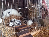 20170415 104930  a whole bunhc of fuzz balls