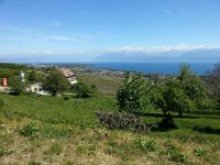 20170423 142618  view above vineyards