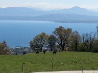 20170423 150449  cowz