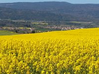 20170423 152203  mustard and Jura