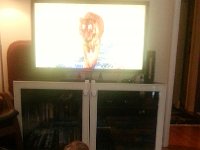 20170425 182014  tap dancing tigers