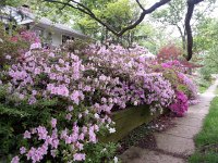 20170427 085656  Azaleas on 40th Ave.