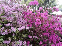 20170427 085715  Azaleas