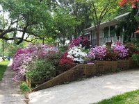 20170427 103937  a lovely front yard