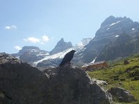 20170801 120822  raven