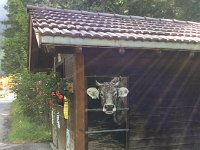 IMG 2006  trompe d&#39;oeil on the way to the lift