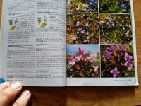 20170811 175056  Id-ing flowers in German