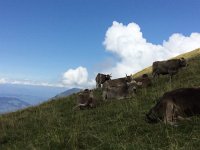 IMG 2115  Brown Swiss, the best!