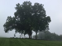 IMG 2130  tree on misty morning